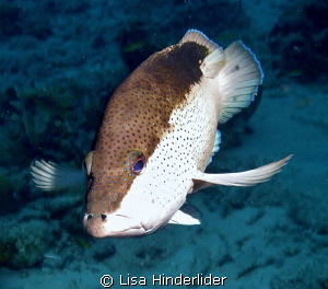 Coney Portrait by Lisa Hinderlider 